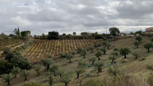 Arnold Mercedes 208D