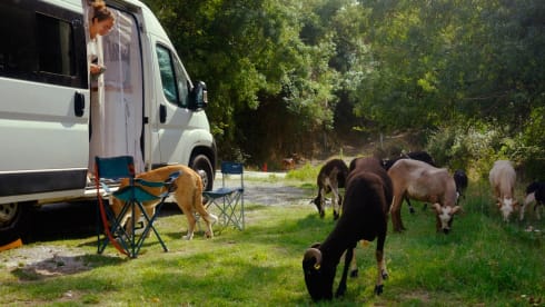 de Krullenbus – Bus Peugeot 2 places de 2012