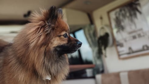 Amari – Escape the ordinary in our cosy, country cottage on wheels!