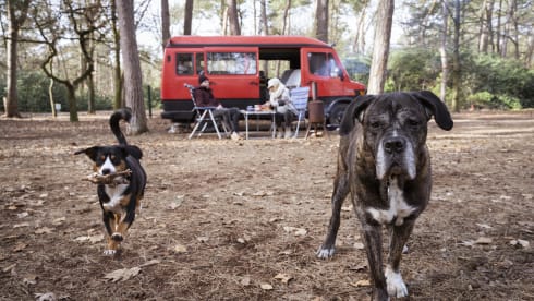 #Brutusss85 – 4p Mercedes-Benz bus from 1985