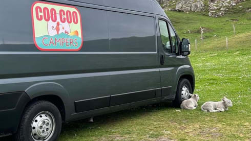 Big Ed – 2 berth Citroën campervan from 2022