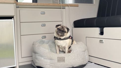 Trevor – 4 berth Renault campervan from 2016