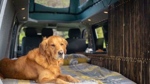 Ringo – VW Transporter -  Poptop Campervan