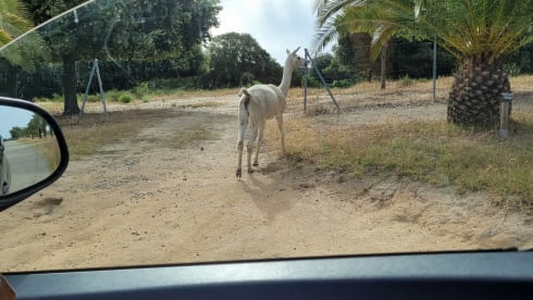 Kangoo maxi aménagé 