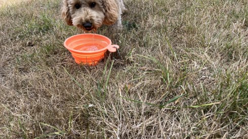 Blitz – 2 berth Nissan bus from 2002