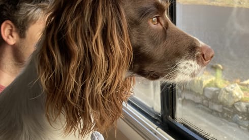 Fiat Campervan mit 2 Schlafplätzen, Baujahr 2016