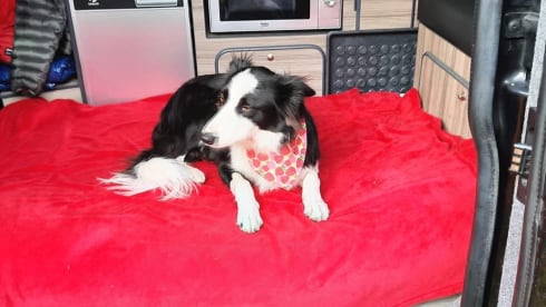 Maisie – Stylish 4berth, pet friendly, automatic VW campervan 