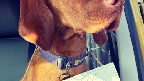 Bessy – Bessy - Luxury U Shaped 4 berth T6 Volkswagen Manual CAMPERVAN 2021