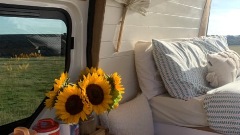 Dallas – Meet Dallas our much loved camper! 