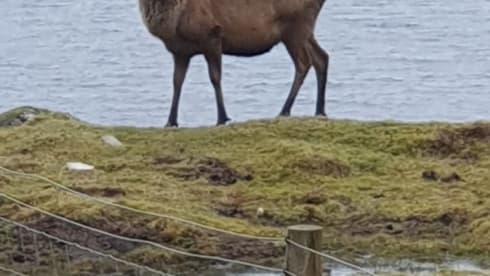 Daisy  – 4 berth Dethleffs semi-integrated from 2018