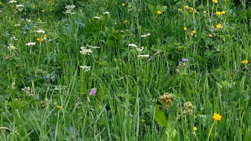 Bus Bürstner 4p à partir de 2025