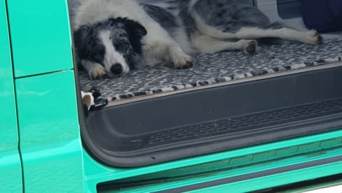 Scooby LWB – DOG FRIENDLY VW CAMPERVAN WITH ALL THE EXTRAS  FOR A GREAT HOLIDAY