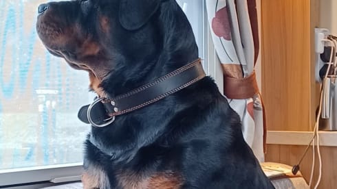 Elsie  – The Elsie Experience 