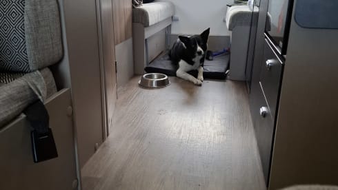 Swift-kajuit met 6 slaapplaatsen vanaf 2023