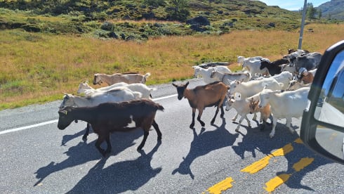 Bussie – 3p Volkswagen bus from 2021