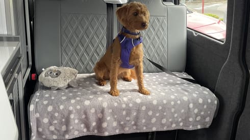 Olaf – Volkswagen campervan 2021, 4 berth, air awning available.