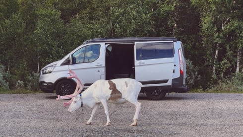 Moon Nugget – Ford Nugget Trail