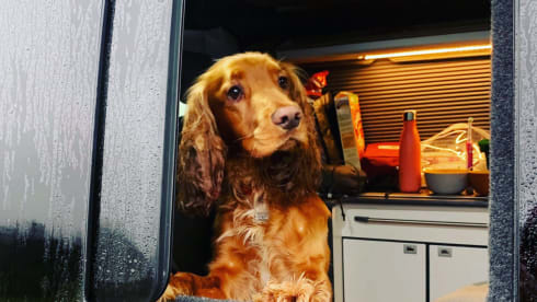 Dixie – Luxury 4 berth Volkswagen T6 Automatic Campervan from 2020