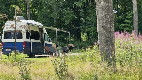 Blue Horizon – 4-Sitzer Volkswagen-Bus ab 2023