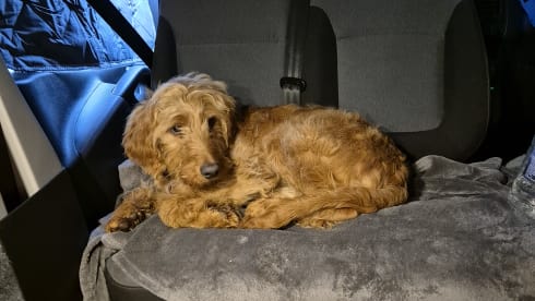 Dug – 3/4 berth Vauxhall Vivaro campervan,