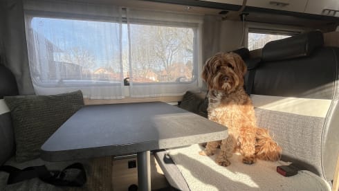 Odet – 6p Citroën alcove uit 2019