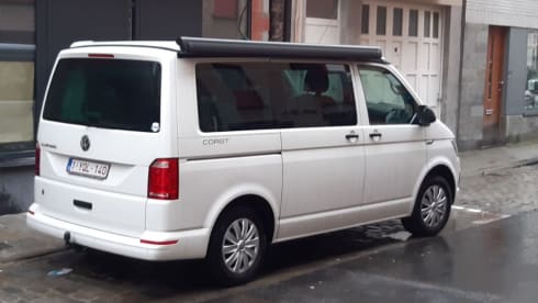 Fitty The Beagle – Volkswagen California Coast