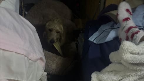 Bertie – 4 berth Ford campervan from 2000