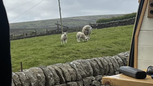 Daisy🌼  – The 2 berth beauty