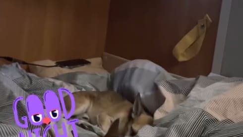 Louis – 4p McLouis semi-integrated uit 2007