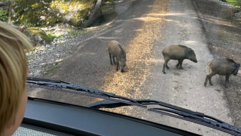 Camper2Go – 5p Hymer Integral from 1997, possibly with bicycles