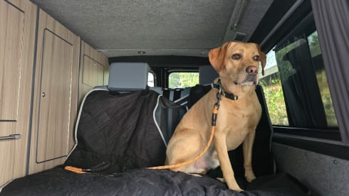 Wild Wanderer – 4 berth VW T6.1 - Insurance Included