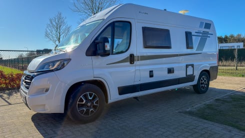 Witte Vlegel – Mclouis Menfys Matic 