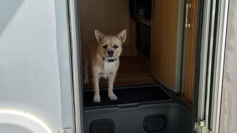 Gladdis – 4 berth Peugeot Elddis Sunseeker 100 from 2010