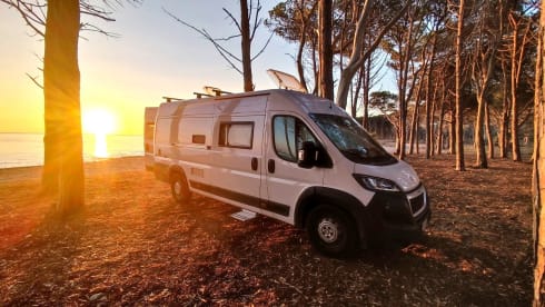  Swan – Nuovo Bravia 636 Swan