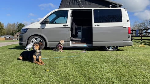 Ivy – Pet friendly VW campervan - MK13 Milton Keynes