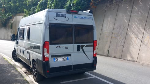 Petunia – The freedom to live in all the wonderful places.