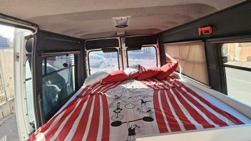 Boxer – True Boxer