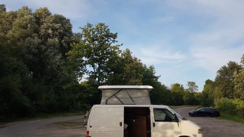 Amerai il nostro bel camper Volkswagen insieme al tuo cane o gatto!