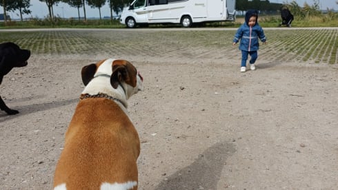 5p Ford semi-integrated uit 2025