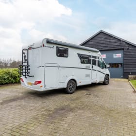 Sunlight V66 (Gerbera)