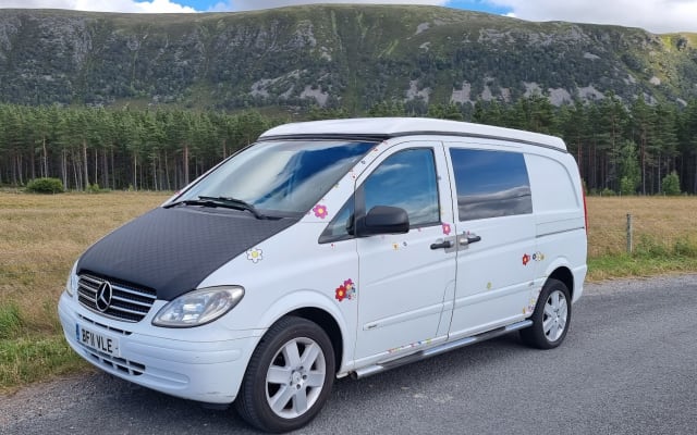 Rental - Campervan - null - #37316