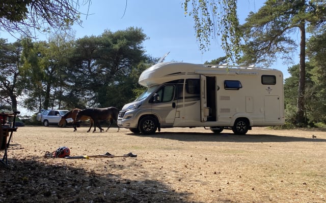 Rental - Coachbuilt motorhome - null - #69825