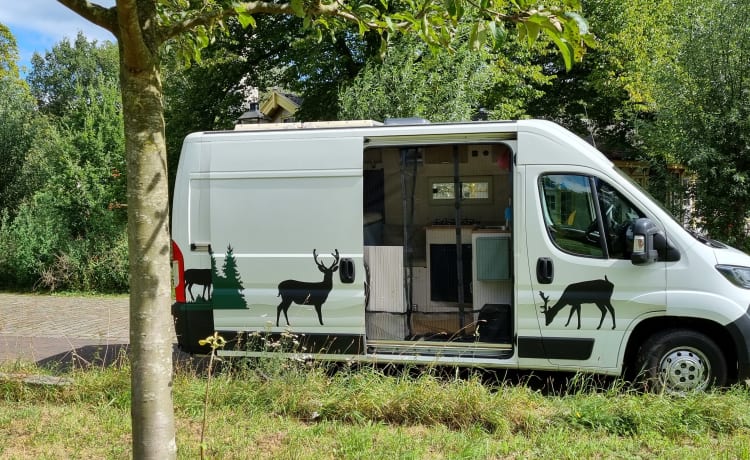 Op avontuur met Rosie - 2/3p Peugeot camperbus 