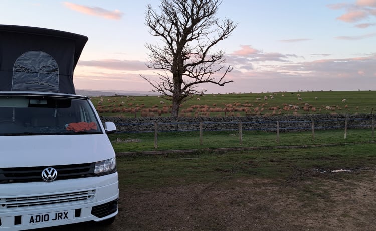 Transporter-Saurus-Rex – Transporter-Saurus-Rex... a 4 berth Volkswagen campervan from 2010