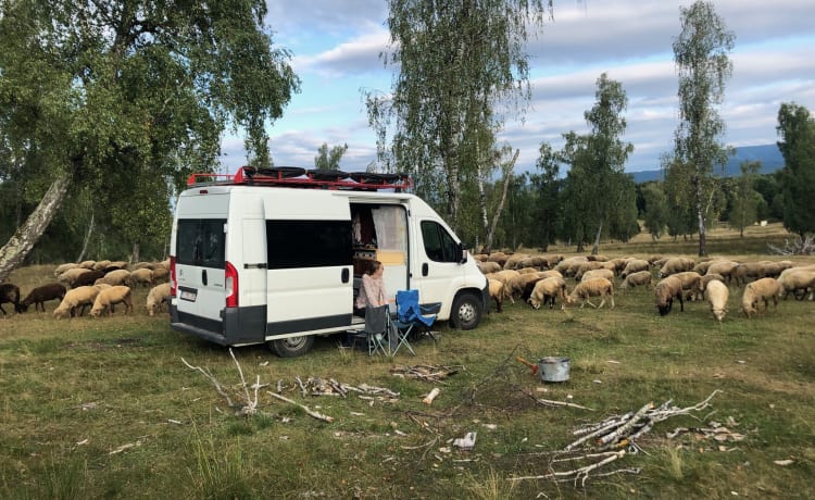 (Re) reposé pendant un voyage ? Camionnette confortable à construire (2017, 2/3p)