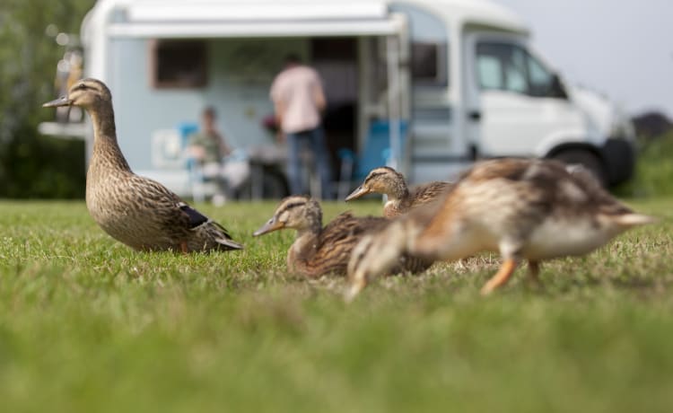 Sunny Boy – 4 P Knaus Sun TI camper, groot Bed,  2 x Airco - Regio Nijmegen