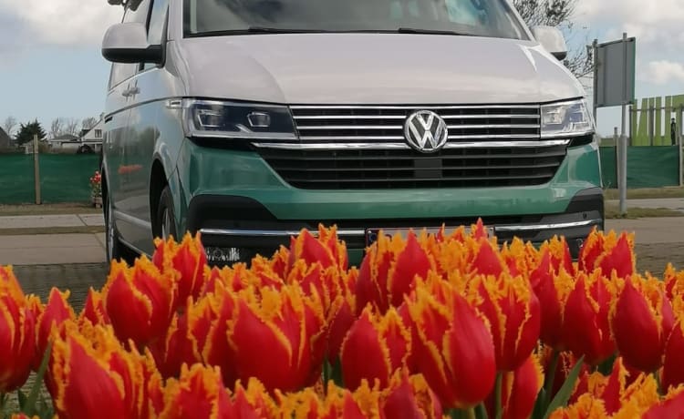 Kampie – Volkswagen California Ocean automatic