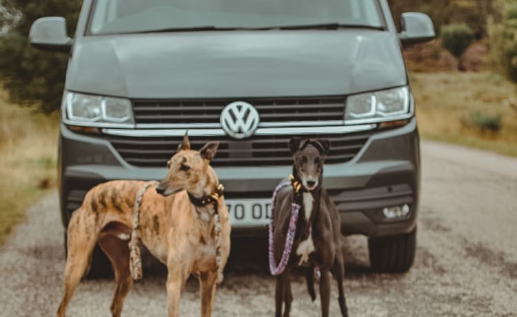 Harley – Quand Dog Friendly signifie Dog Friendly - Camping-car de luxe VW T6.1