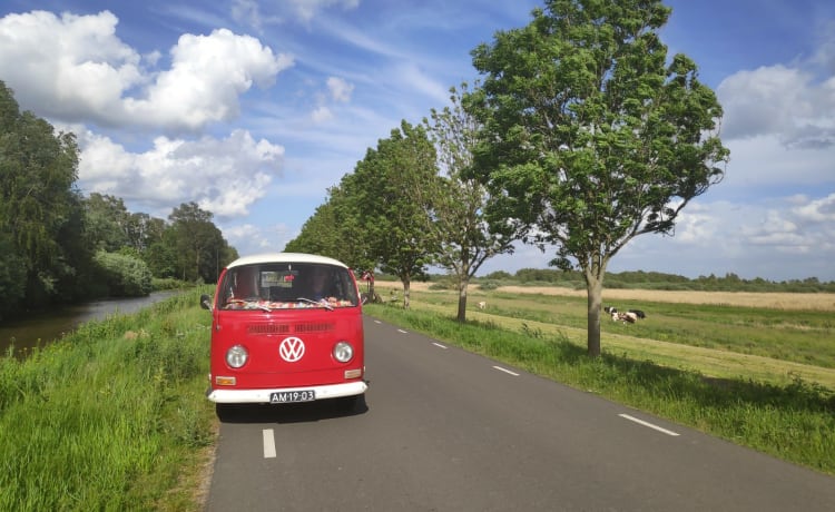 Rode Roos – Einzigartiges Erlebnis mit Red Rose!