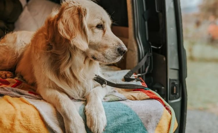 Salty Silence on wheels 🚐🏞️🌄 (max 6 people) 👨‍👩‍👧‍👦